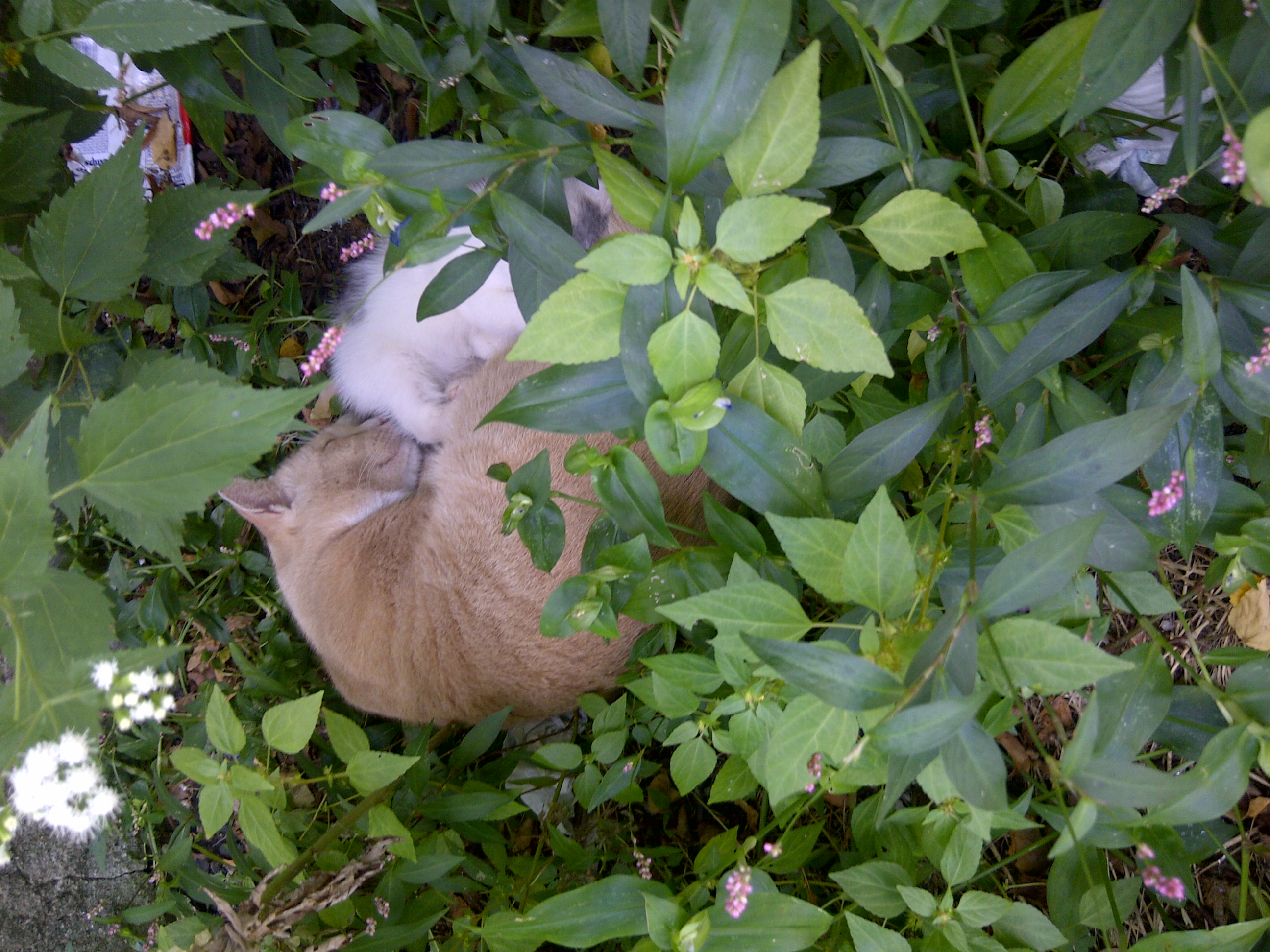 Update. The mother is still around. What to do? Remove the kitten from its natural habitat, replace its home and hope for it to adapt? Philadelphia wildlife.